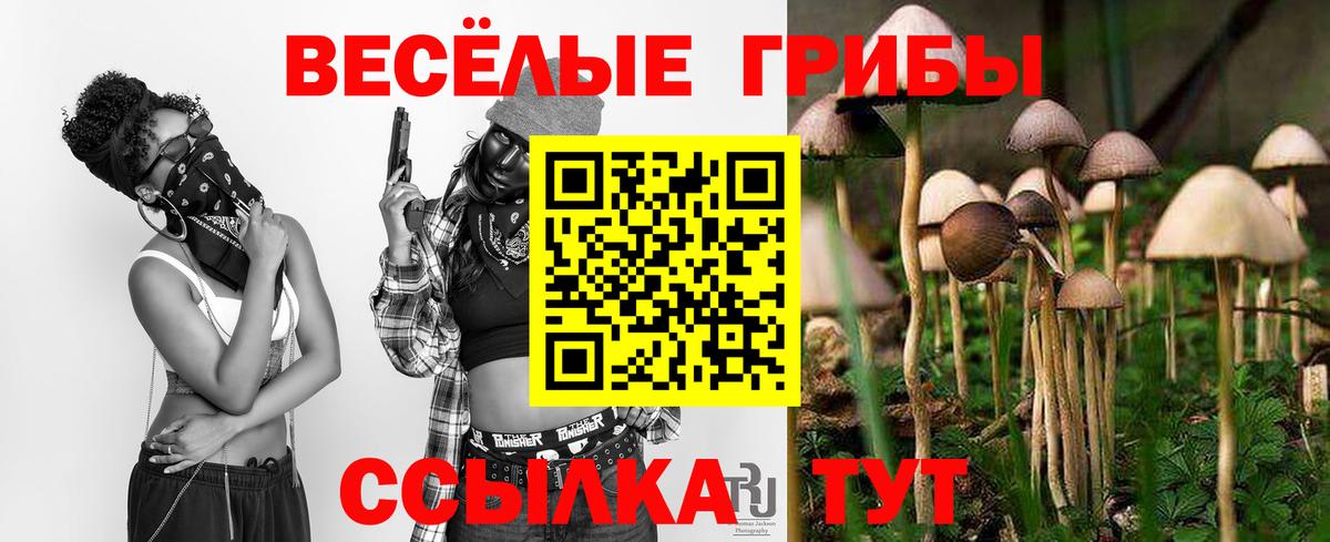 наркота  Вход с VPN  Владимир  Псилоцибиновые грибы Psilocybine cubensis 